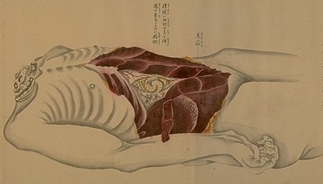 anatomical_scroll_7