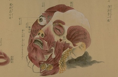 kaibo-zonshinzu-anatomy-scrolls